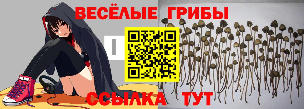 Галлюциногенные грибы мицелий  Псилоцибиновые грибы прущие грибы  Вход с VPN  Лангепас 